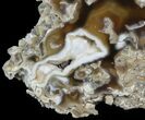 Beautiful, Agatized Fossil Coral - Florida #57714-2